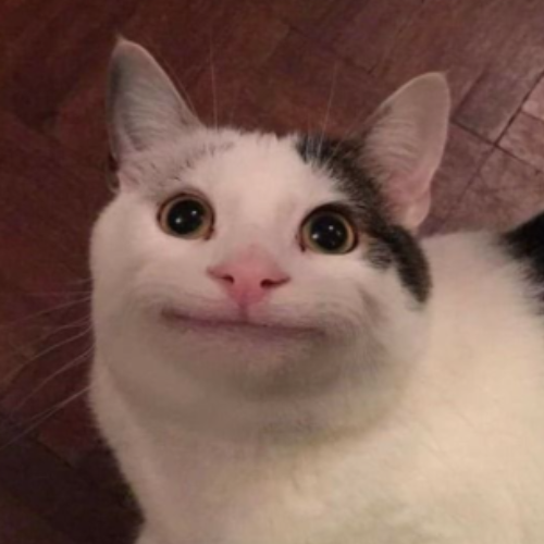 MOFROCAT Image